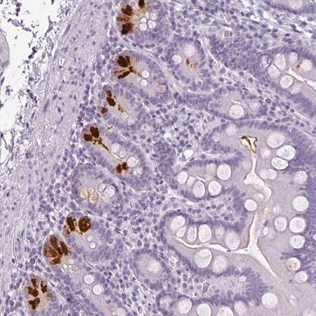 Merck Anti-REG3A antibody produced in rabbit