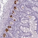 Merck Anti-REG3A antibody produced in rabbit