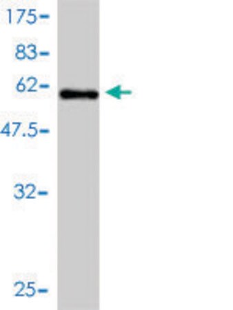Merck Monoclonal Anti-ICOSLG antibody produced in mouse