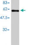 Merck Monoclonal Anti-ICOSLG antibody produced in mouse