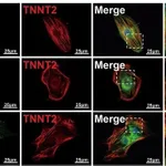 Thermo Fisher Scientific Donkey anti-Mouse IgG (H+L) Highly Cross-Adsorbed Secondary Antibody, Alexa Fluor 594