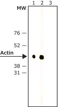 Merck Anti-Rabbit IgG, Native-Peroxidase antibody, Mouse monoclonal