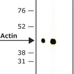 Merck Anti-Rabbit IgG, Native-Peroxidase antibody, Mouse monoclonal
