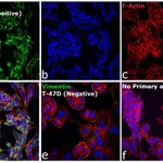 Thermo Fisher Scientific Goat anti-Mouse IgG (H+L) Highly Cross-Adsorbed Secondary Antibody, Alexa Fluor Plus 488