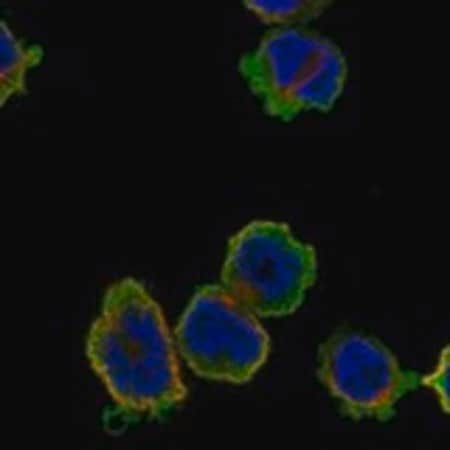 Merck Anti-MMP25 antibody produced in rabbit