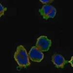 Merck Anti-MMP25 antibody produced in rabbit