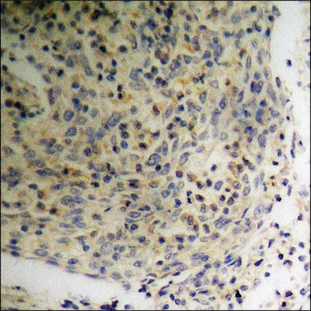 Merck Anti-phospho-p47 phox (pSer359) antibody produced in rabbit