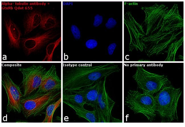 Thermo Fisher Scientific F(ab`)2-Goat anti-Rabbit IgG (H+L) Secondary Antibody, Qdot 655