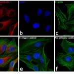 Thermo Fisher Scientific F(ab`)2-Goat anti-Rabbit IgG (H+L) Secondary Antibody, Qdot 655