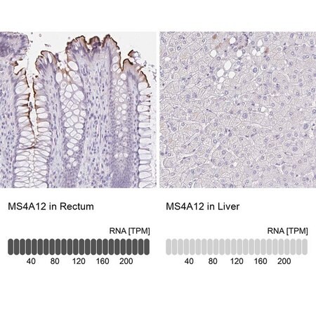 Merck Anti-MS4A12 antibody produced in rabbit