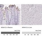 Merck Anti-MS4A12 antibody produced in rabbit