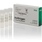 Thermo Fisher Scientific RNA 6000 Ladder