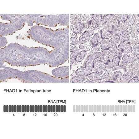 Merck Anti-FHAD1 antibody produced in rabbit