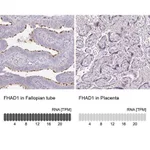 Merck Anti-FHAD1 antibody produced in rabbit