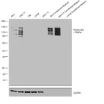 Thermo Fisher Scientific Mouse anti-Human IgG Fd Secondary Antibody
