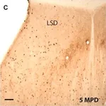 Merck MONOCLONAL ANTI-TYROSINE HYDROXYLASE, &