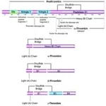 Merck THROMBIN FROM HUMAN PLASMA