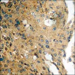 Merck Anti-phospho-DARPP-32 (pThr34) antibody produced in rabbit