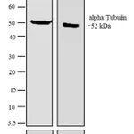 Thermo Fisher Scientific Rabbit anti-Rat IgG (H+L) Secondary Antibody, AP