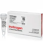 Thermo Fisher Scientific CTP Soln. (10 mM)