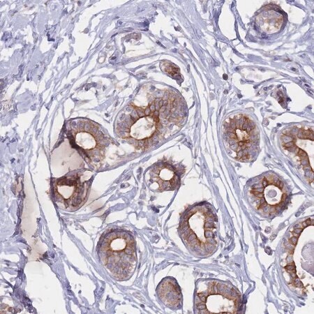 Merck Anti-EFCC1 antibody produced in rabbit