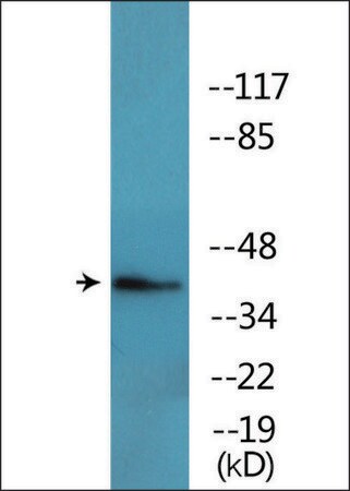 Merck Anti-phospho-FOS (pThr232) antibody produced in rabbit
