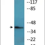 Merck Anti-phospho-FOS (pThr232) antibody produced in rabbit