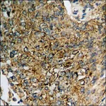 Merck Anti-phospho-SAPK/JNK (pThr183) antibody produced in rabbit