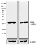 Thermo Fisher Scientific Goat anti-Mouse IgG (H+L) Cross-Adsorbed Secondary Antibody, Biotin