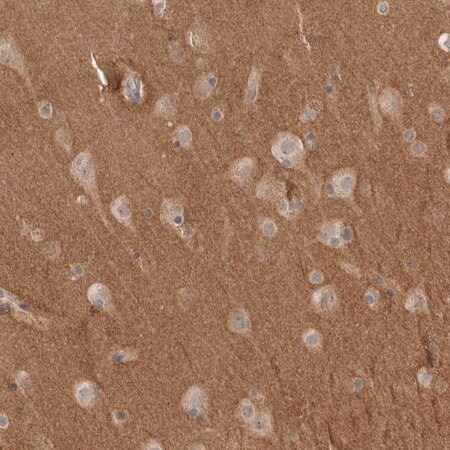 Merck Anti-NRCAM antibody produced in rabbit