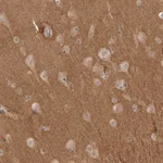 Merck Anti-NRCAM antibody produced in rabbit