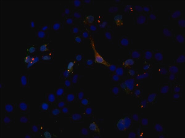 Merck Anti-EIF2C1/Ago1 (N-terminal) antibody produced in rabbit