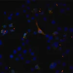 Merck Anti-EIF2C1/Ago1 (N-terminal) antibody produced in rabbit