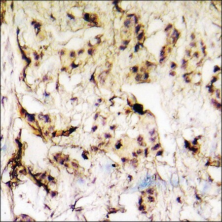 Merck Anti-phospho-hnRNP K (pSer284) antibody produced in rabbit