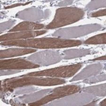 Merck Anti-UACA antibody produced in rabbit