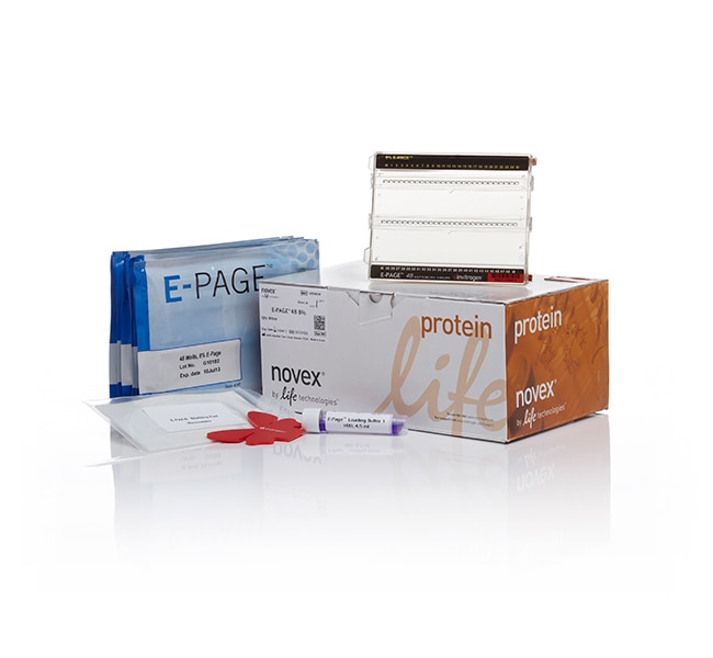 Thermo Fisher Scientific E-PAGE Midi Protein Gels, 8%, 3.7 mm, 48-well, 8 gels (1 kit)