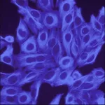 Merck Anti-Rabbit IgG (H+L), highly cross-adsorbed, CF(TM) 350 antibody produced in goat
