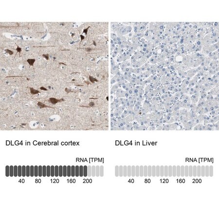 Merck Anti-DLG4 antibody produced in rabbit