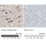 Merck Anti-DLG4 antibody produced in rabbit