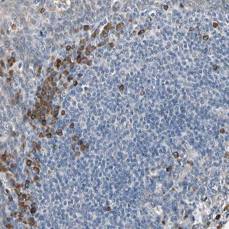 Merck Anti-SELENOK antibody produced in rabbit