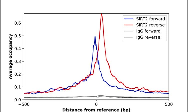 Merck Anti-SIRT2 antibody produced in rabbit