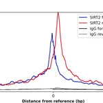 Merck Anti-SIRT2 antibody produced in rabbit