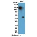 Thermo Fisher Scientific Rabbit anti-Mouse IgG1 Recombinant Secondary Antibody
