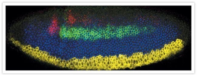 Thermo Fisher Scientific Donkey anti-Sheep IgG (H+L) Cross-Adsorbed Secondary Antibody, Alexa Fluor 488
