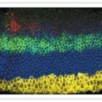 Thermo Fisher Scientific Donkey anti-Sheep IgG (H+L) Cross-Adsorbed Secondary Antibody, Alexa Fluor 488