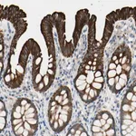 Merck Anti-DUSP12 antibody produced in rabbit