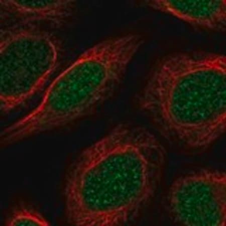 Merck Anti-PAPOLB antibody produced in rabbit