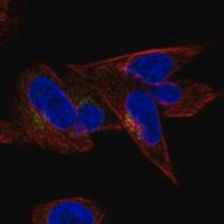 Merck Anti-CCDC126 antibody produced in rabbit