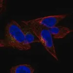 Merck Anti-CCDC126 antibody produced in rabbit