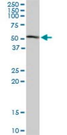 Merck Monoclonal Anti-HDAC3 antibody produced in mouse